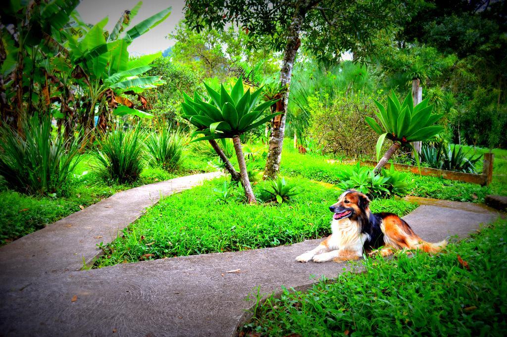 Bangalô com Vista para o Jardim