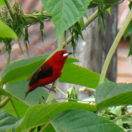 Pousada Verde Novo-3